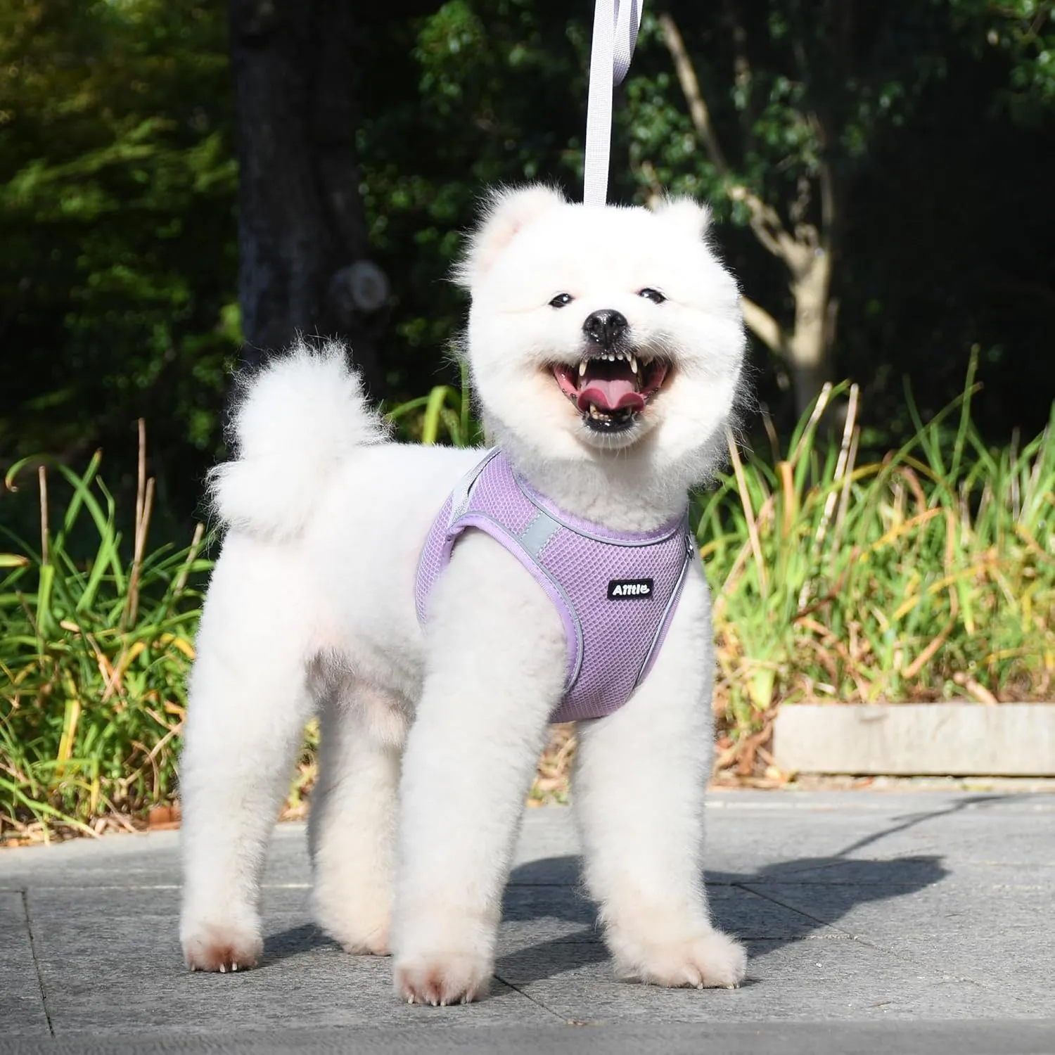 AIITLE Small Dog Harness, No-Pull Cat Harness with a Leash, Step in Adjustable Puppy Harness with Quick-Release Buckle, Reflective Outdoor Pet Vest for Extra Small Dogs and House Cats Purple XXS