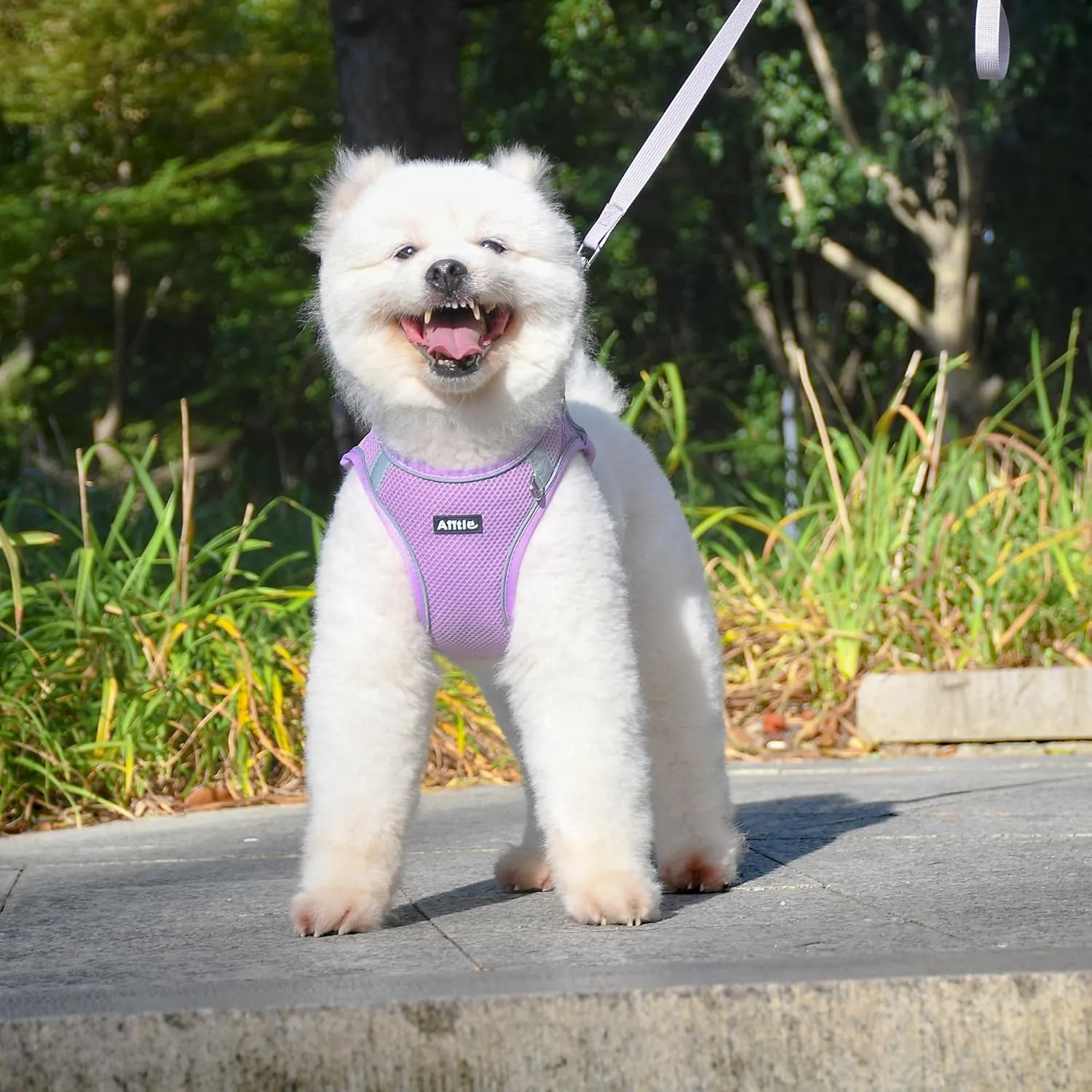 AIITLE Small Dog Harness, No-Pull Cat Harness with a Leash, Step in Adjustable Puppy Harness with Quick-Release Buckle, Reflective Outdoor Pet Vest for Extra Small Dogs and House Cats Purple XXS