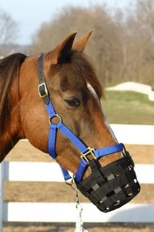 Best Friend Grazing Muzzle