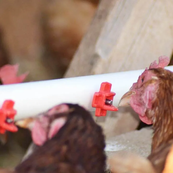 【Buy more save more】Horizontal Side Mount Chicken Waterer