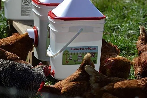 【Buy more save more】Horizontal Side Mount Chicken Waterer