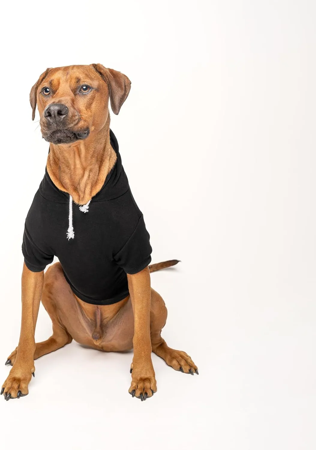 Happy Easter Dog Hoodie | Fleece Lined |Leash Hole| Easter Bunny | Egg Hunt| Funny Outfit Prop Photoshoot|Black, Medium (74)