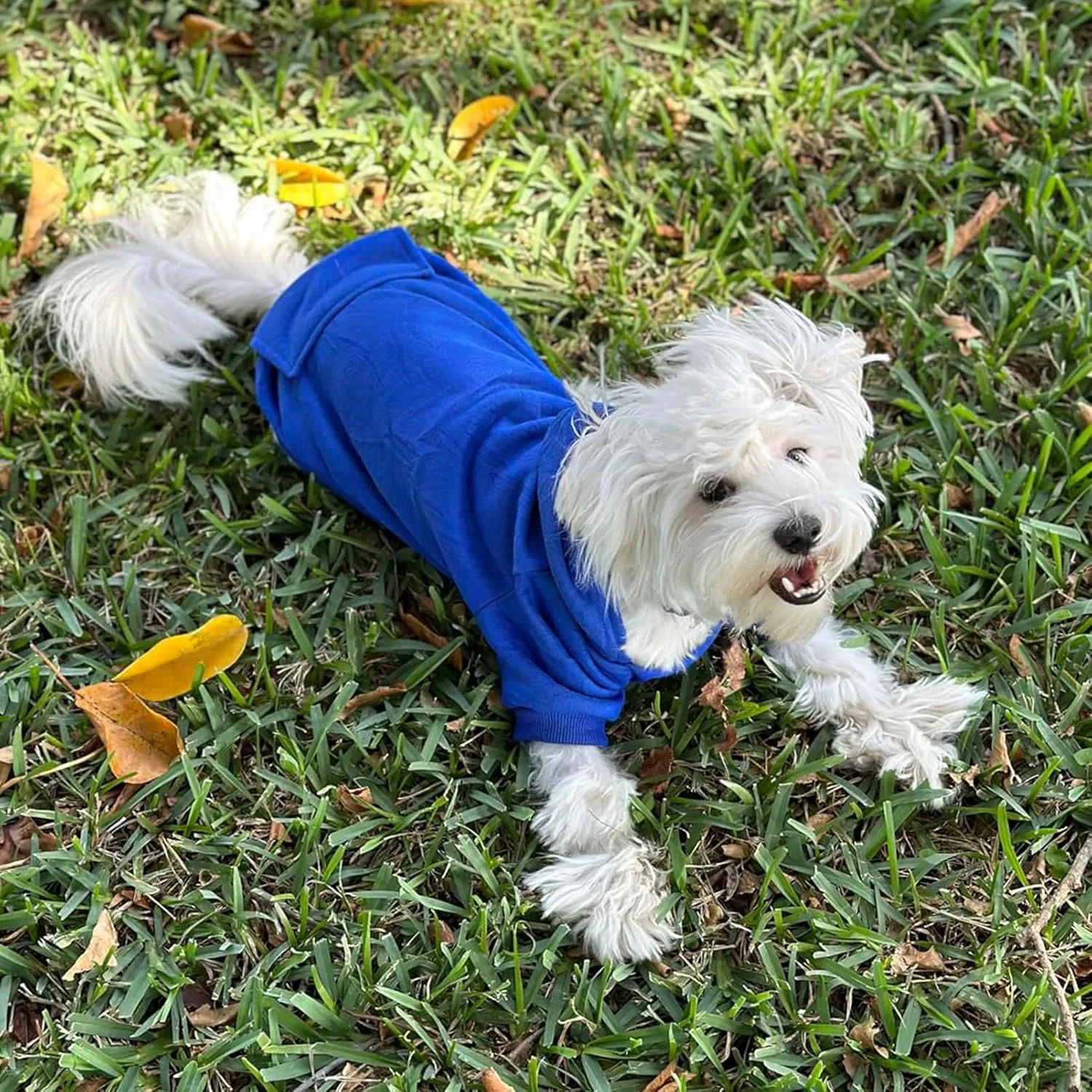 Jecikelon Winter Dog Hoodie Sweatshirts with Pockets Warm Dog Clothes for Small Dogs Chihuahua Coat Clothing Puppy Cat Custume (Dark Blue, Medium)
