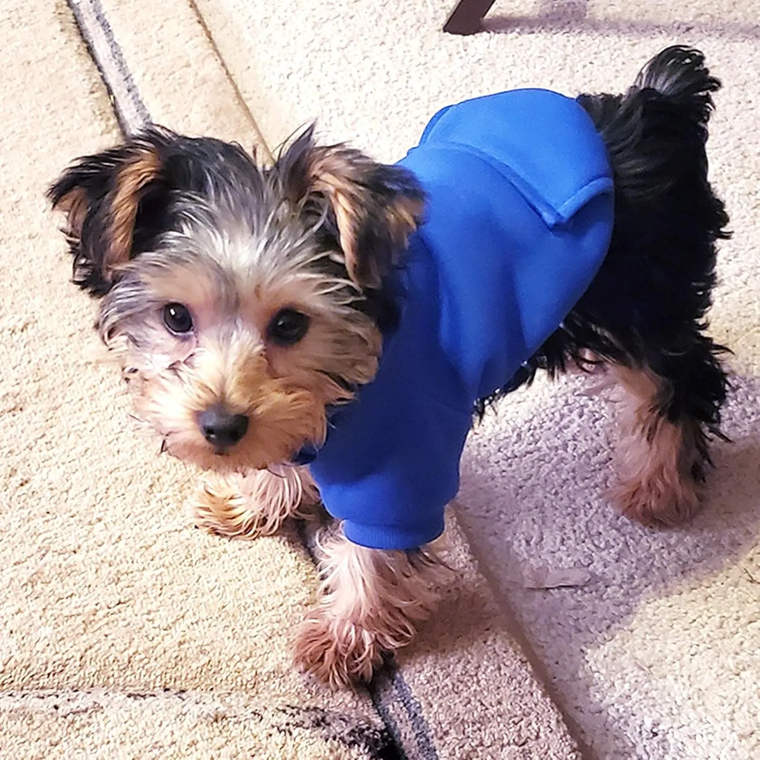 Jecikelon Winter Dog Hoodie Sweatshirts with Pockets Warm Dog Clothes for Small Dogs Chihuahua Coat Clothing Puppy Cat Custume (Dark Blue, Medium)