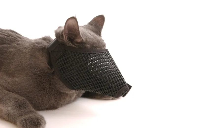 Muzzles Mesh Cat  - Set of 3