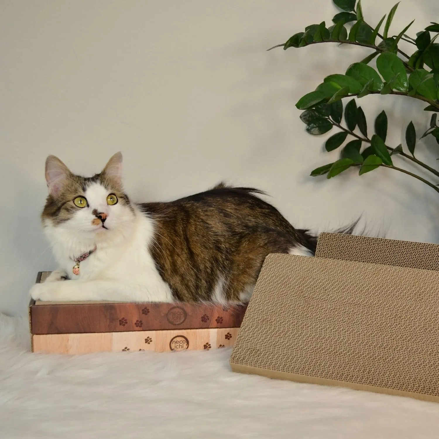Necoichi Cardboard Cat Scratcher Bed for Indoor Cats - Cat Scratching Board (16" Regular, c. Replacement 2 Pads)