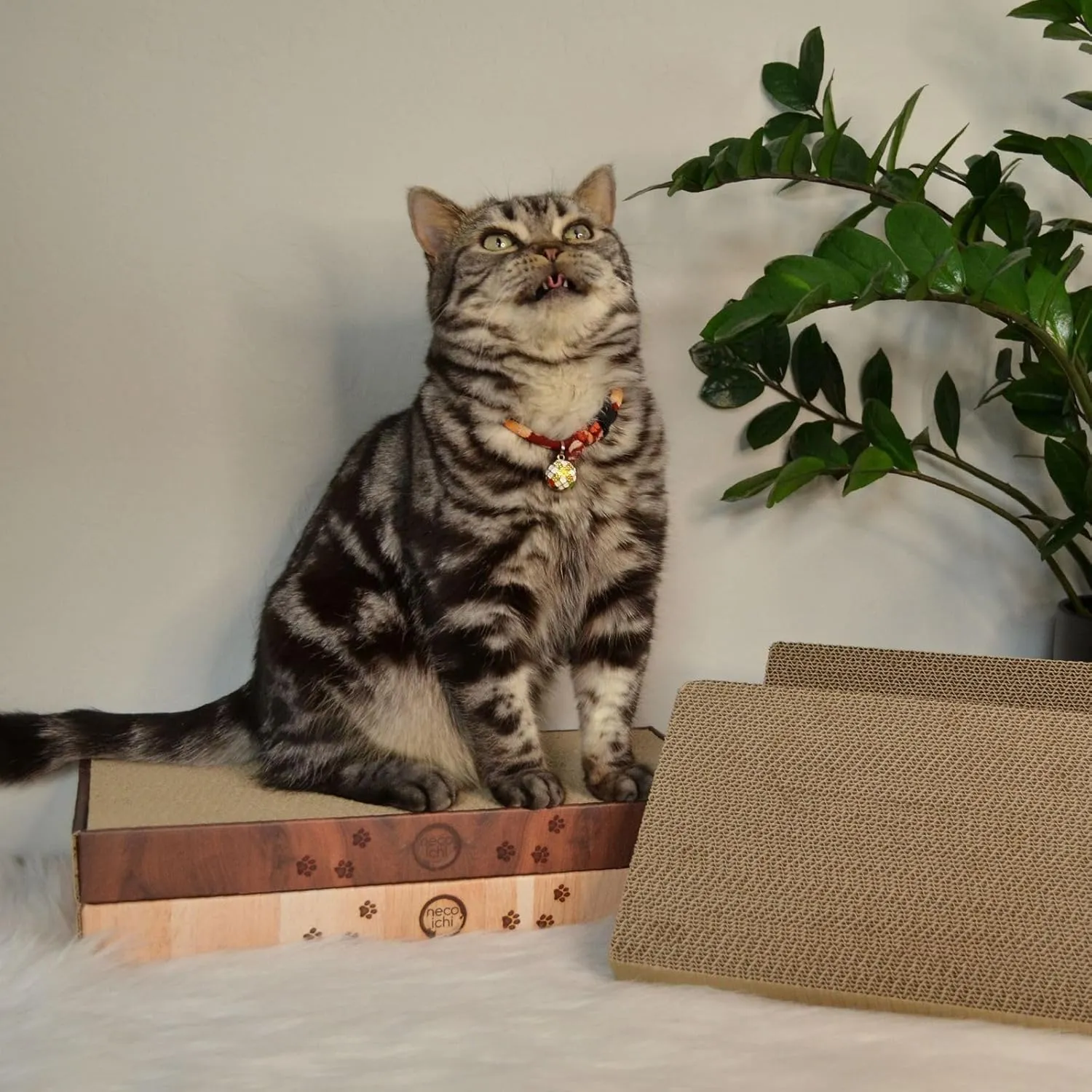 Necoichi Cardboard Cat Scratcher Bed for Indoor Cats - Cat Scratching Board (16" Regular, c. Replacement 2 Pads)