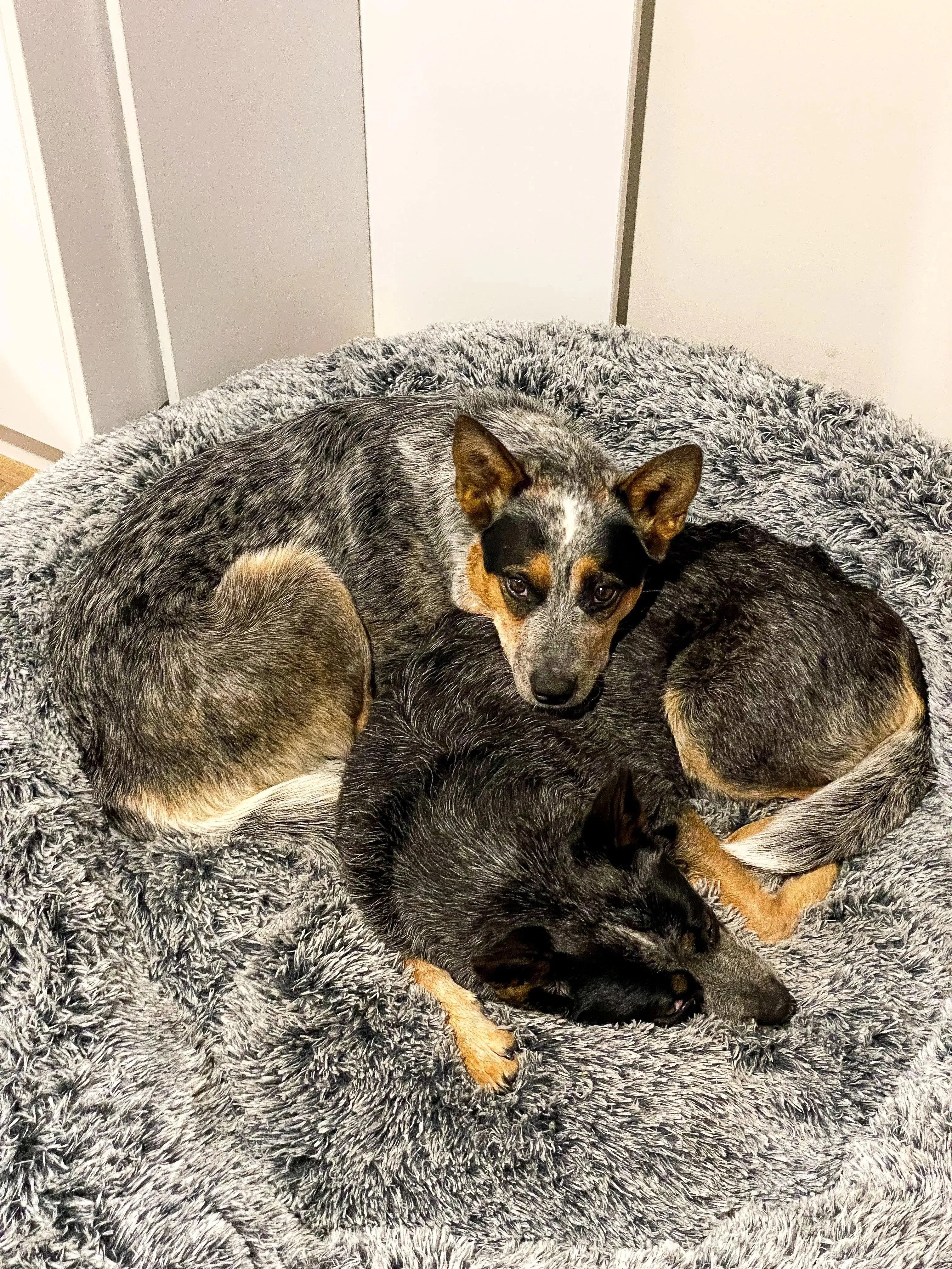 PaWz Premium Calming Pet Bed with Removable Cover
