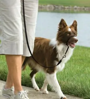 Premier Pet Easy Walk Head Collar Black Dog